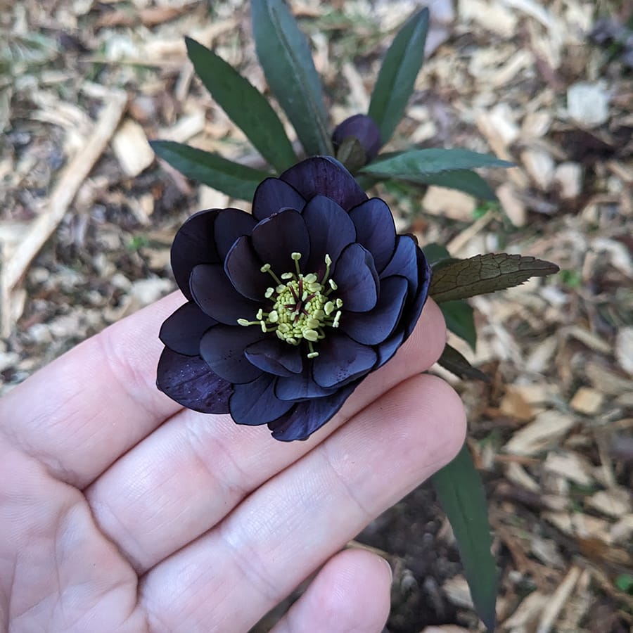 Black Multi/Lotus petal form Hellebore